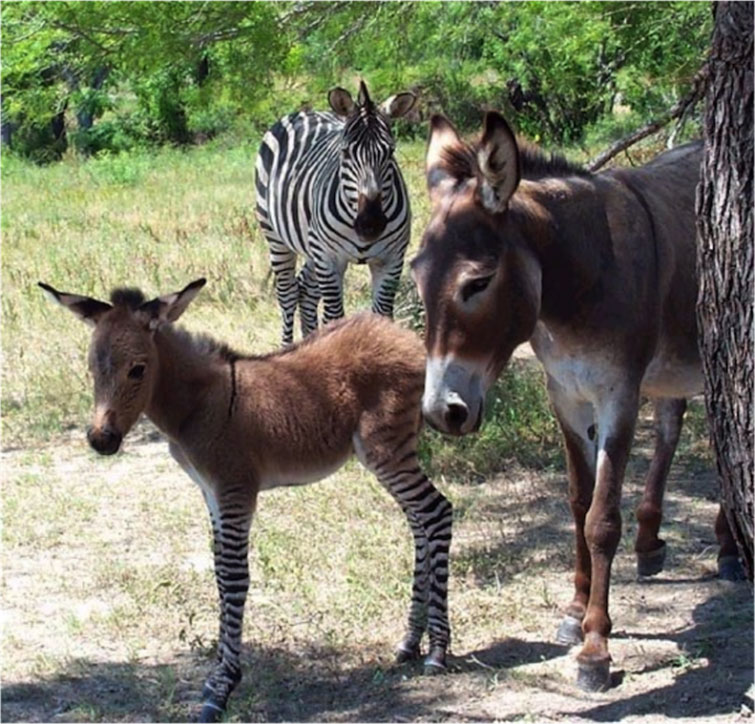 Adorable Italian Zonkey Is Half Zebra, Half Donkey