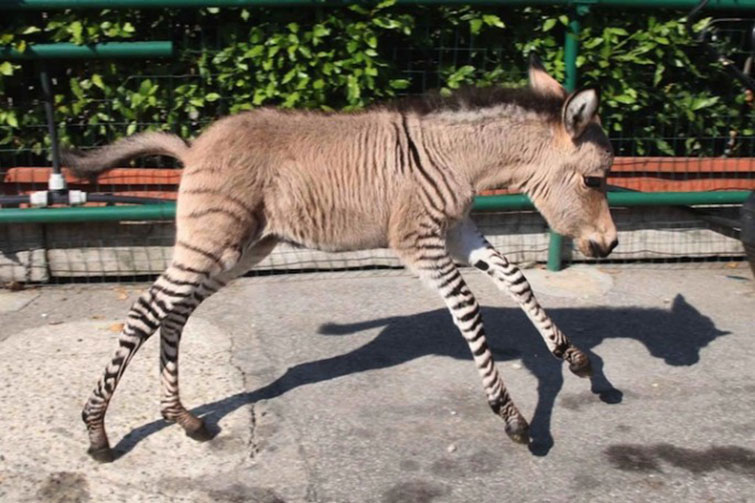 Adorable Italian Zonkey Is Half Zebra, Half Donkey