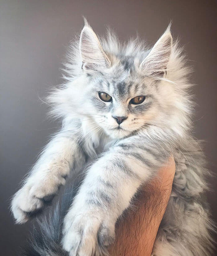 20 Of The Cutest Maine Coon Kittens The Gentle Giants Waiting To 20-of-the-cutest-maine-coon-kittens-the-gentle-giants-waiting-to