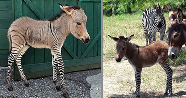 Adorable Italian Zonkey Is Half Zebra, Half Donkey