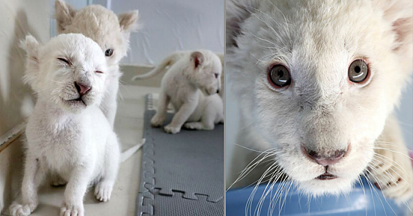 Extremely Rare White Lion Quadruplets Are Born Perfectly Healthy
