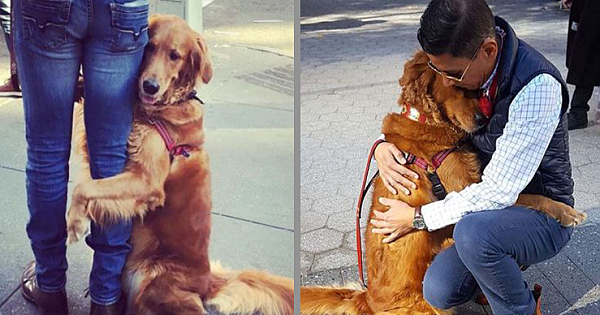 Friendly Golden Retriever Stops And Hugs Everyone She Sees On Her Daily Walk
