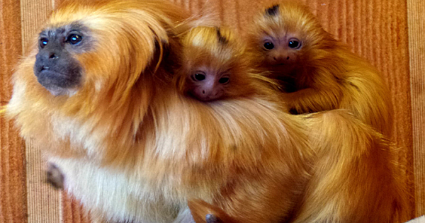 Golden Lion Tamarin Twins Born At Atlanta Zoo: 'Two Especially Important Births'