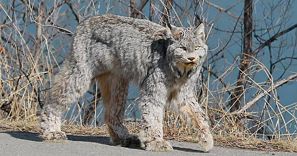 Gorgeous Wild Cat Casually Parades Down Street In Canada