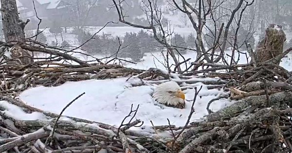 Incredible Eagle Mom Protects Her Nest Even When She's Covered In Snow