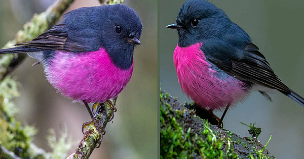 Meet The Pink Robin, The Little Ball Of Joy So Beautiful, Many Think It's Too Perfect To Be Real (11 pics)