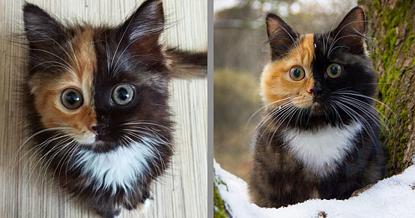 Meet Yana – Mother Nature's Remarkable 'Two-Faced' Feline Creation