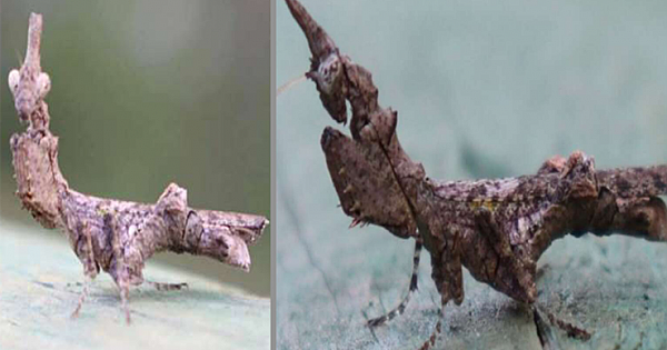 Mysterious Animal Seems Totally Shocked That Someone Finally Noticed Him