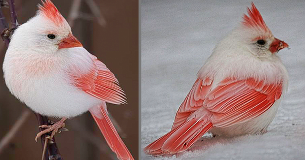 Once-In-A-Lifetime Rare White Cardinal Spotted In Backyard