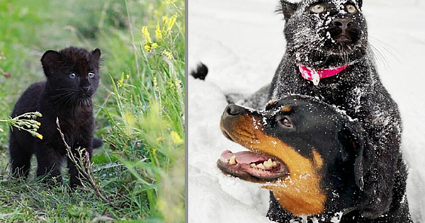 Panther Abandoned By Its Mother Grows Up With A Human And Rottweiler Best Friend