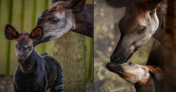 Rare Baby Okapi Takes First Steps Into Outside World At Chester Zoo
