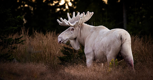 Rare Sighting Of A White Moose In The Swedish Woods (Gallery)