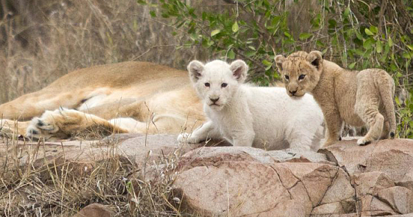 Rare White Lion Cub Spotted In South Africa