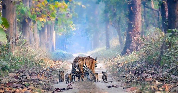 Stunning Photo Of Tigress Walking With Her Cubs Highlights Indias Rising Tiger Population