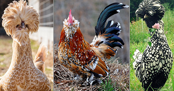 The Top 16 Chicken Breeds for Your Backyard Flock