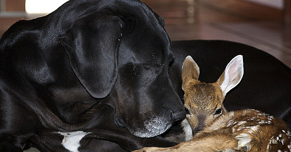 The Unlikely Friendship Between Kate The Great Dane And Pippin The Baby Deer