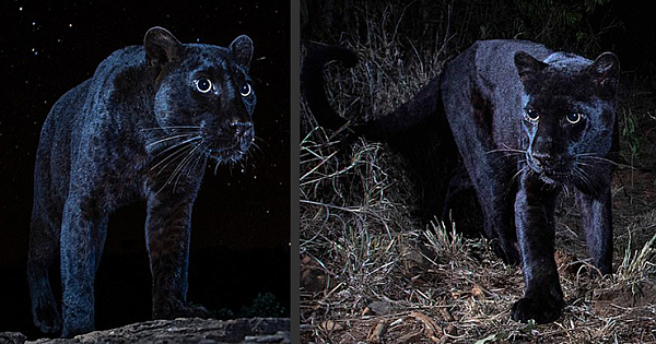 Ultra-Rare Black Leopard Is Photographed For The First Time In 100 Years In Africa