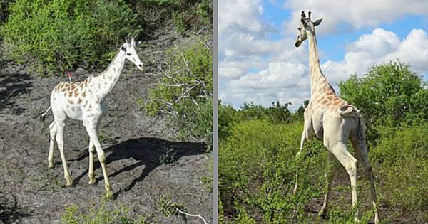 World's Only White Giraffe Fitted With GPS To Deter Poachers