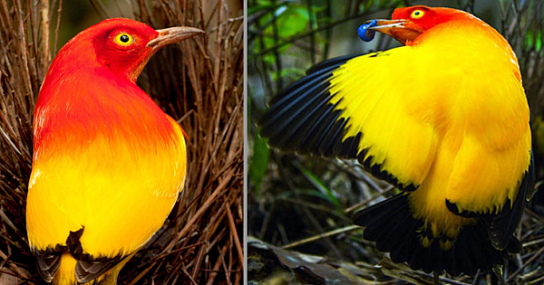 Flame Bowerbird, A Stunning Bird With Crimson And Vibrant Orange Plumage