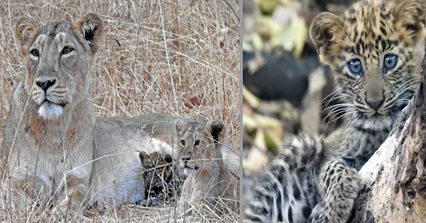 Lioness Momma Adopts Sick Baby Leopard And Raises As Her Own