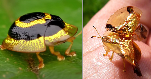 Meet The Golden Tortoise Beetle – Treasure With Legs (Video + 5 Pics)