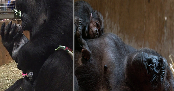 Mother Gorilla Kissing And Cradling Her Newborn Baby Is Adorable (Video)