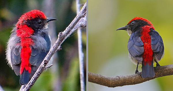 Scarlet-Backed Flowerpecker, A Striking Tiny Bird That Wears A Navy Blue Coat With A Vivid Red Streak