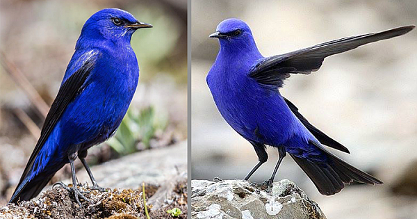 The Male Grandala Is Beautiful Bird Who Has Electric Blue And Jet-Black Feathers