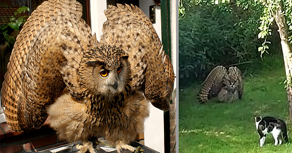 This Owl Tries To Intimidate A Family Cat By Showing How Big It Is