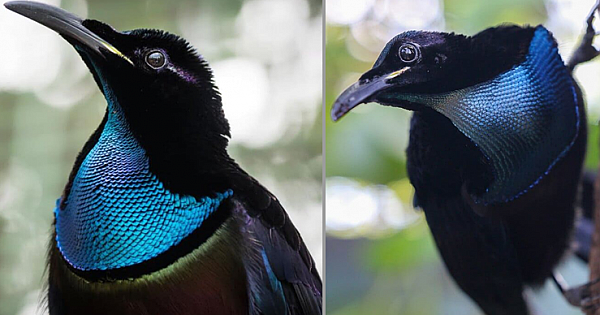 Velvet Black Coat Combining With An Iridescent Blue Scarf, The Magnificent Riflebird Becomes The Star This Season
