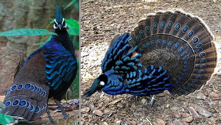 Palawan Peacock-Pheasant, A Striking Bird With Iridescent Blue-Green Plumage  And Mohawk (10 Pics) - Nature And Animals - Sonyaz