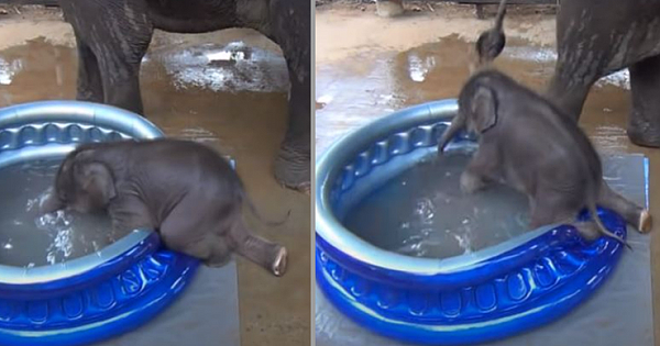 Adorable Footage Of Baby Elephant Taking Bath For The First Time