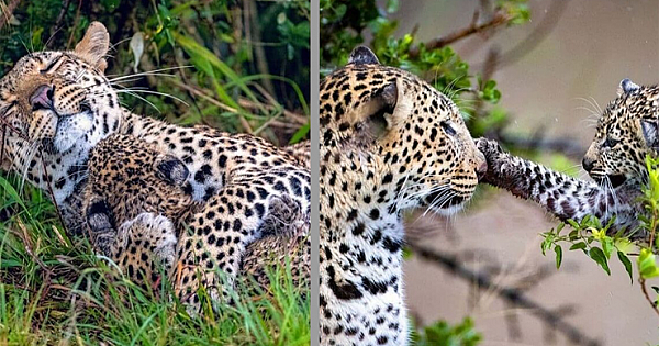 Adorable Moment Leopard Mum Snuggles Up With Playful Cub (Gallery)
