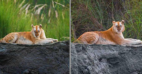 Extremely Rare Golden Tiger Captured On Camera In Indian Forest