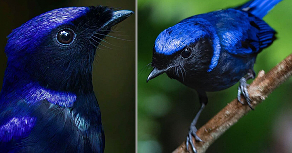 Large Niltava, An Eye-Searing Bird With Brilliant Blue Head And Purplish-Blue Underneath