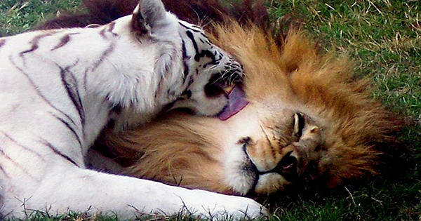 Lion Falls In Love With White Tiger, They Escape Zoo Together