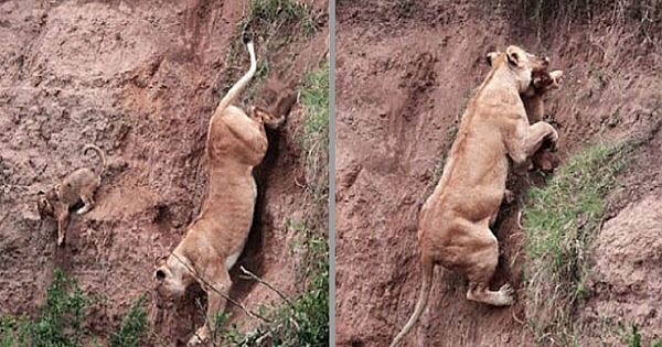 Mama Lion Risks Her Life To Save Her Baby Trapped On A Cliff