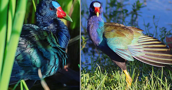 Meet Purple Gallinule, An Insanely Beautiful Waterbird With Bright Purple-Blue Plumage