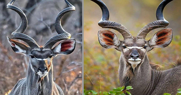 Meet The Greater Kudu, The African Antelope With Symmetrical Spiral Horns (8 Pics)