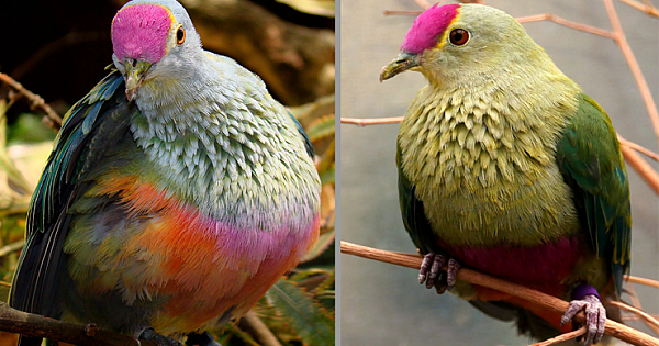 Meet The Red-Bellied Fruit Dove – The Most Beautiful Dove In The World (10 Pics)