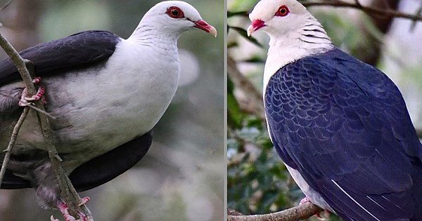 Meet The White-headed Pigeon – The Most Beautiful Pigeon In The World (13 Pics)