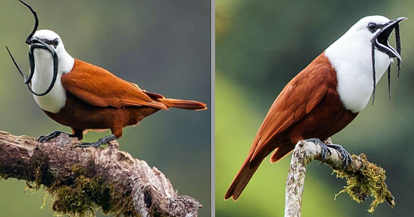 Meet Three-Wattled Bellbird, A Unique Bird With Mustache And Covered In Reddish Brown, Except For White Head And Neck