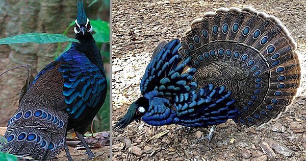 Palawan Peacock-Pheasant, A Striking Bird With Iridescent Blue-Green Plumage And Mohawk (10 Pics)