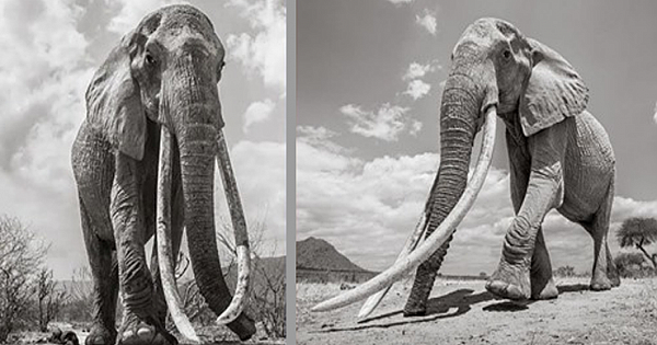 Photographer Captures Final Photos Of The 'Queen Of Elephants' (14 Pics)