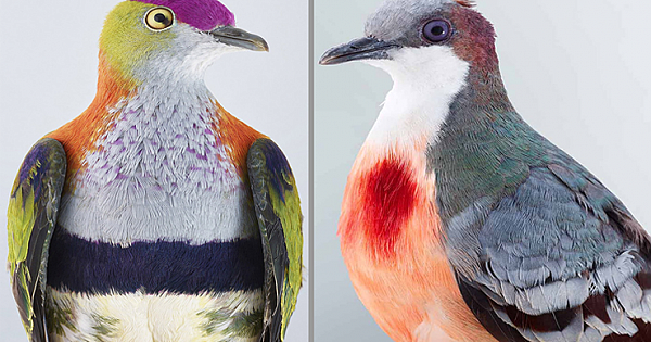 12 Most Attractive Dove Species on the Planet