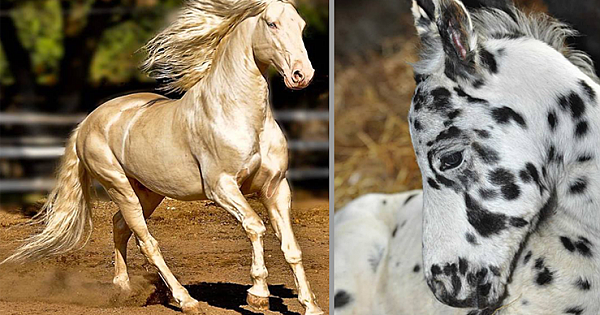 12 Most Beautiful Horse Breeds in the World (Gallery)