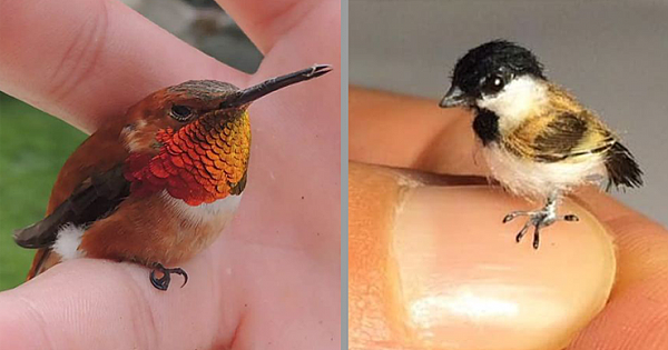 12 of the World's Smallest Birds (Photo Gallery)