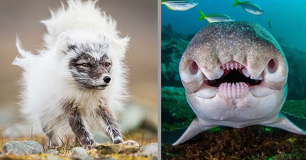 14 Unexpectedly Amazing Creatures We Share The World With