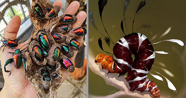 15 Incredible Insects From Around The World