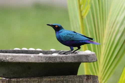 Meet Greater Blue-Eared Starling, Pinnacle Of Blue Beauty In Birds